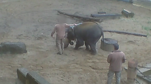 Misshandelter Elefant