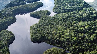 Amazonas Regenwald aus der Vogelperspektive
