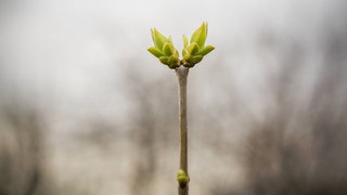 Frischer grüner Asttrieb