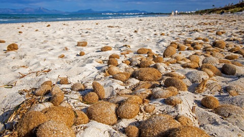 Neptun- oder auch Poseidongras (Posidonia oceanica) am Sandstrand von Mallorca