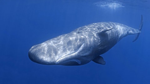 Was hat ein Pottwal seinen Artgenossen zu sagen? Das CETI-Projekt will mit Datensätzen von Pottwalgesprächen und maschinellen Sprachmodellen eine Antwort darauf finden