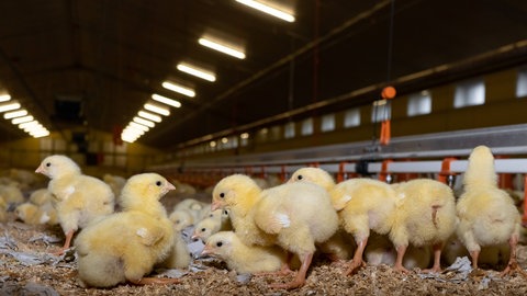 Küken in der Mastindustrie: Die Aufzucht von Bruderhähnen braucht deutlich mehr Futter und Mist, damit steigen CO2-Emissionen