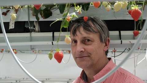 Frank Kempkes, Uni Wageningen: Die Erdbeeren im Forschungsgewächshaus wachsen in Kopfhöhe, um die Ernte zu erleichtern