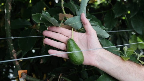 Avocados im Forschungsgewächshaus der Universität Wageningen in Bleiswijk