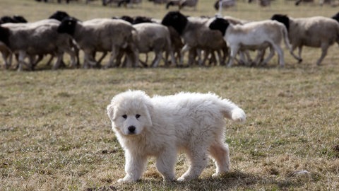 Ein Welpe, der als Herdenschutzhund ausgebildet wird - zwei Rassen sind dafür in der Schweiz unterwegs: der italienische Maremmano Abruzzese und der französische Chien de Montagne des Pyrénées, auch „Patou“ genannt