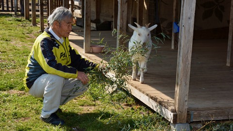 Toshikazu Sato bleibt bei jedem Wetter draußen, schneidet auf dem Feld und dem kleinen Wäldchen hinter dem Heim Futter für seine Tiere und mistet ihre Ställe aus: Vier bis fünf Stunden täglich ist er damit beschäftigt, sagt der inzwischen 81-Jährige