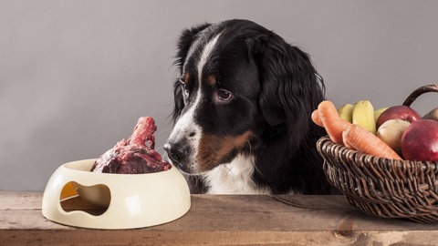 Hunde haben sich in der Domestikation in vielen Regionen der Welt auch an pflanzliche Nahrung gewöhnt
