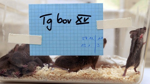 Labormäuse in einem Glasbehälter der Bundesforschungsanstalt für Viruskrankheiten der Tiere auf Riems