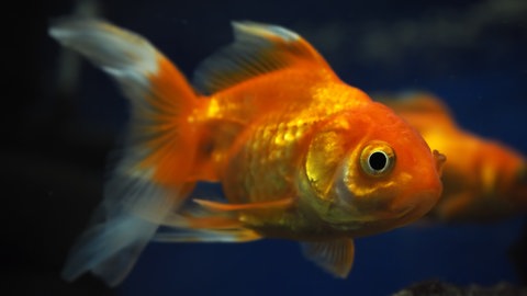 Gold-orangefarbener Fisch: Kaum ein Fisch kann die Augen schließen. Das ist auch nicht nötig, weil seine Augen ja unter Wasser nicht austrocknen. Trotzdem können Fische schlafen. 