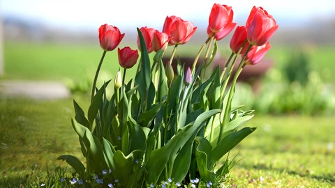 Tulpen im Garten