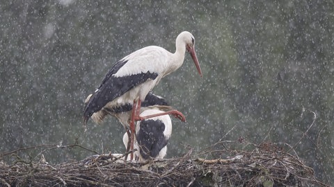 Störche im Regenschauer.