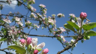Jedes Jahr im Frühjahr können Sie uns Ihre Apfelblüten melden - ein wichtiger Beitrag zur Erforschung des Kloimawandels.