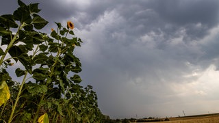 Gewitter über Feld mit Sonnenblumen
