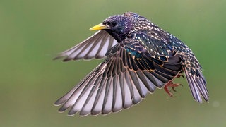 Heimische Vögel haben erstaunliche Fähigkeiten - zum Beispiel der Star, der hier im Flug zu sehen ist.