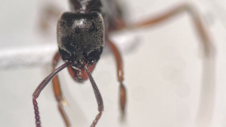 Brachyponera chinensis, die asiatische Nadelameise