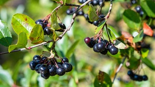 Aroniabeeren: Das Superfood hängt am Ast.